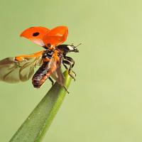 Seven Spot Ladybird Take Off 6 